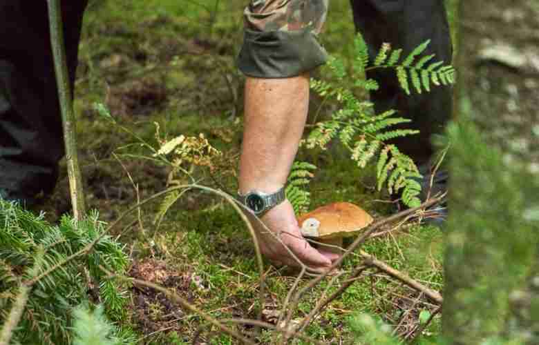 Raccogliere funghi