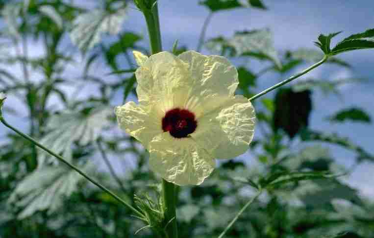 fiore di kenaf
