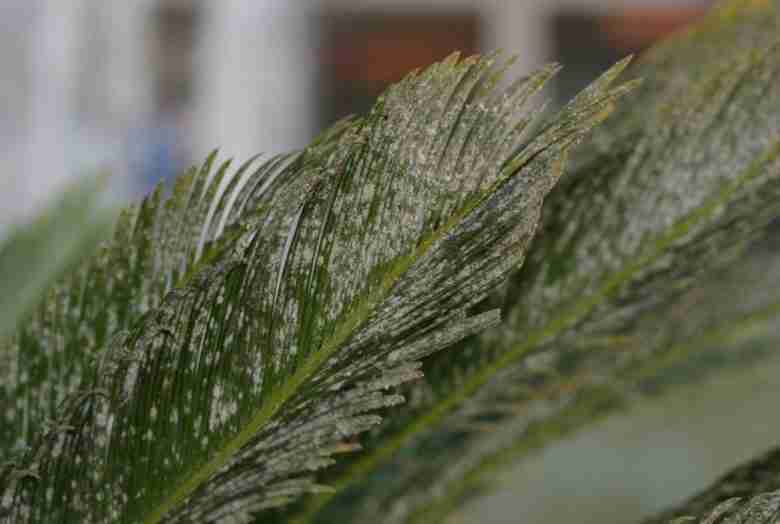 infestazione di cocciniglie su cycas