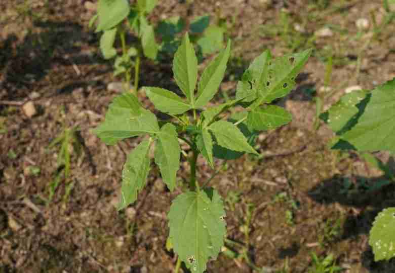 Piantina giovane
