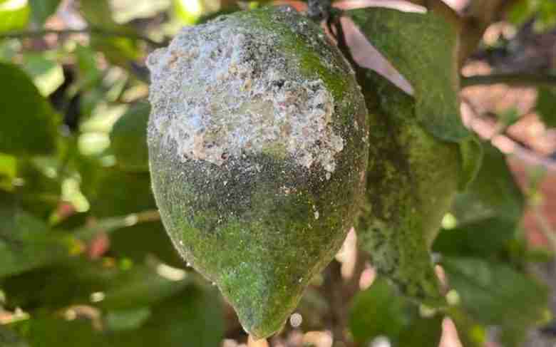 Cocciniglia bianca del limone