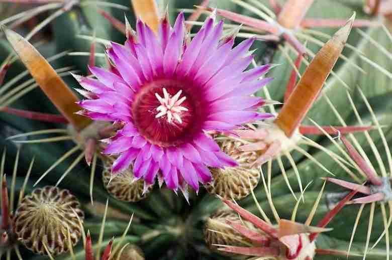 Fiore di Ferocactus Latispinus