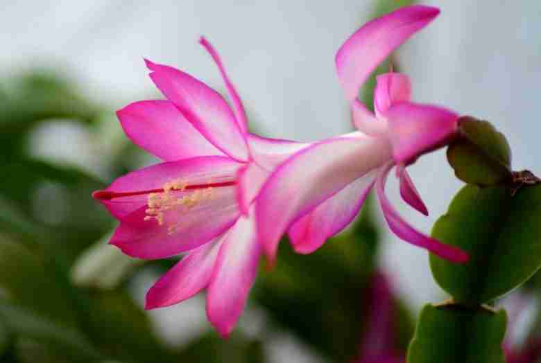 Fiore di cactus di Natale