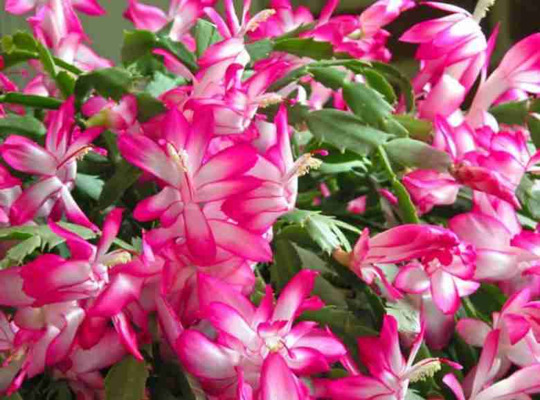 Fiori di Schlumbergera truncata