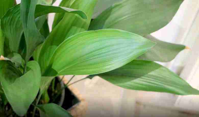 Foglie di aspidistra
