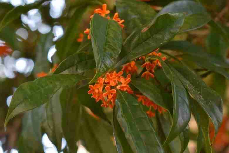 osmanthus fragrans aurantiacus