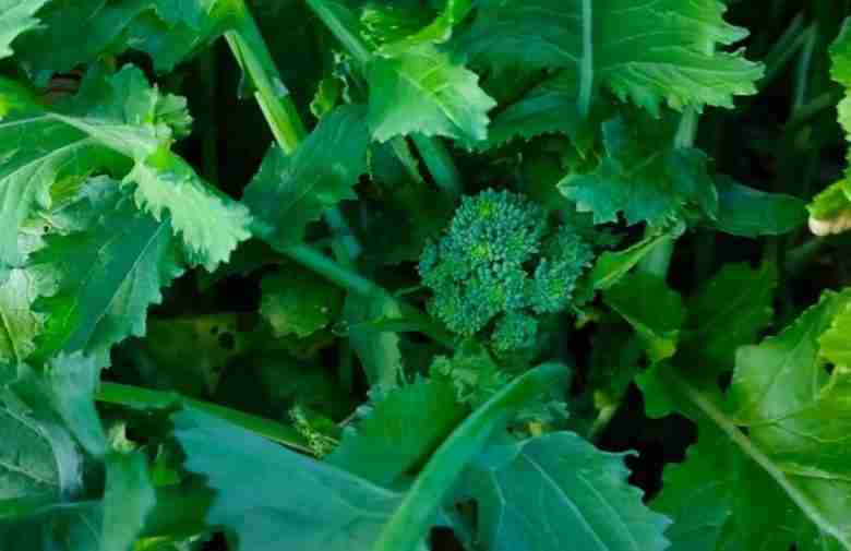 cima di rapa pronta per la raccolta