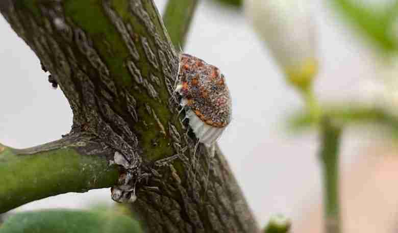 Cocciniglia su ramo di limone