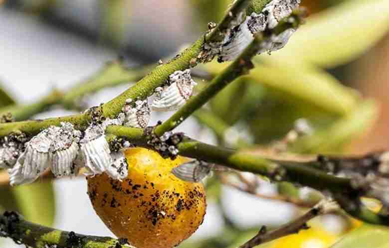 Danni di cocciniglia cotonosa su un limone