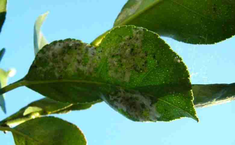 Foglie danneggiate