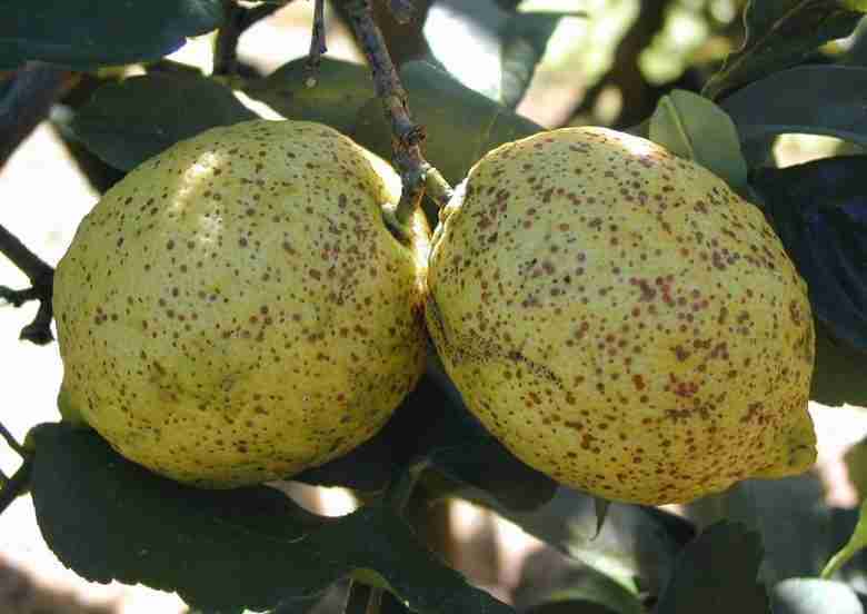 Cocciniglia rossa forte