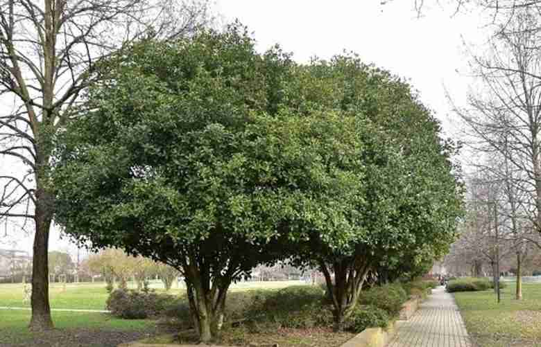 osmanthus fragrans
