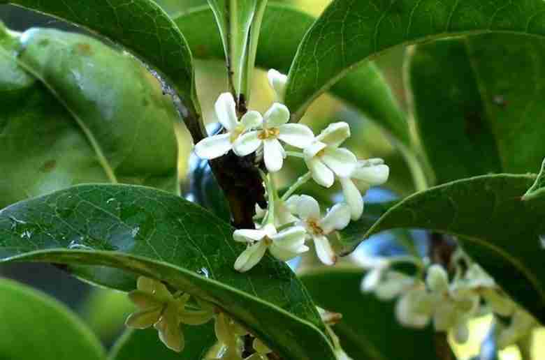 osmanthus fragrans