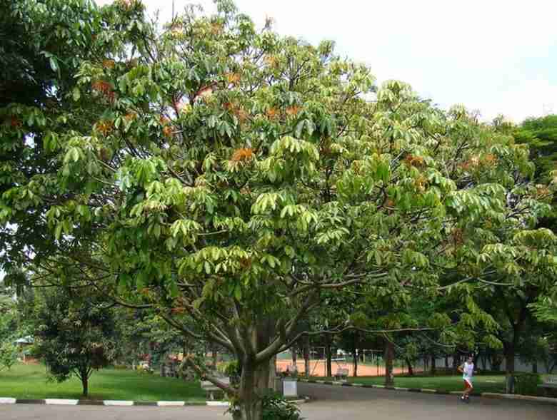 Albero di Pachira aquatica