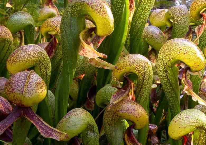 darlingtonia californica