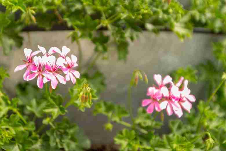 Fiori di pelargonium peltatum