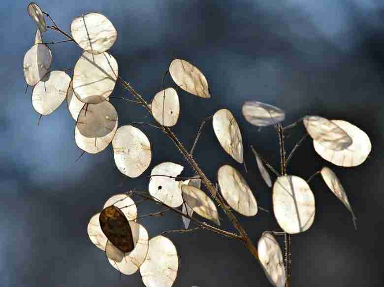 Lunaria