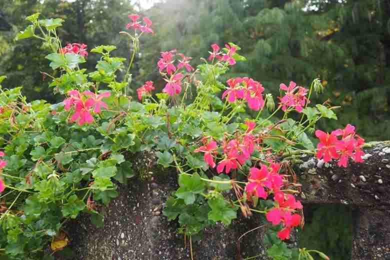 Pianta di pelargonium peltatum