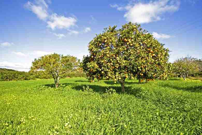 Potatura degli aranci