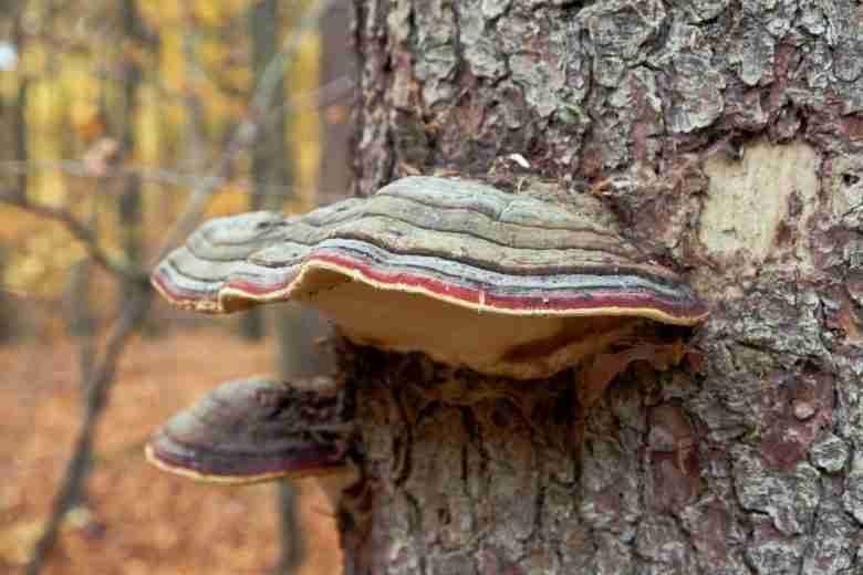 Fungo della carie del legno