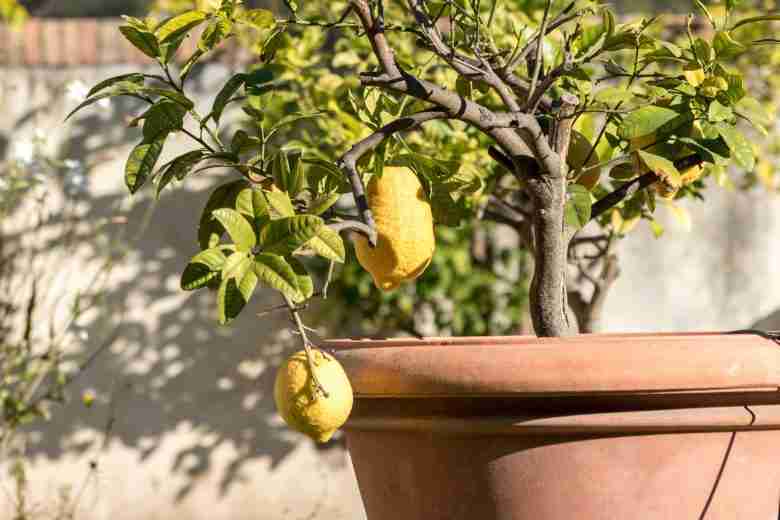 potatura limone in vaso