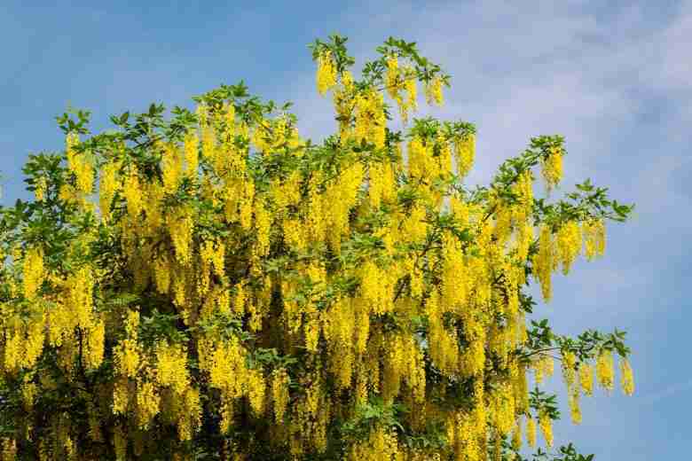 Albero di maggiociondolo