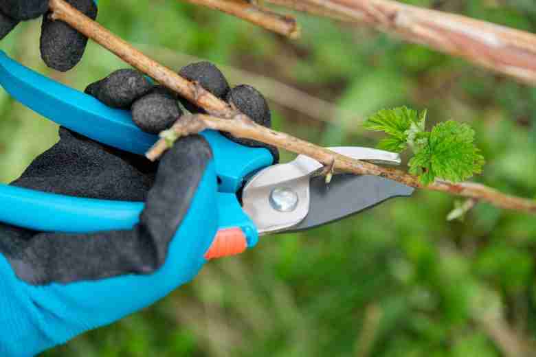 Cimatura primaverile della pianta di lampone