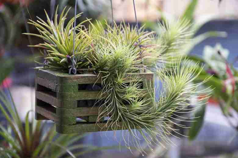 Come curare la Tillandsia