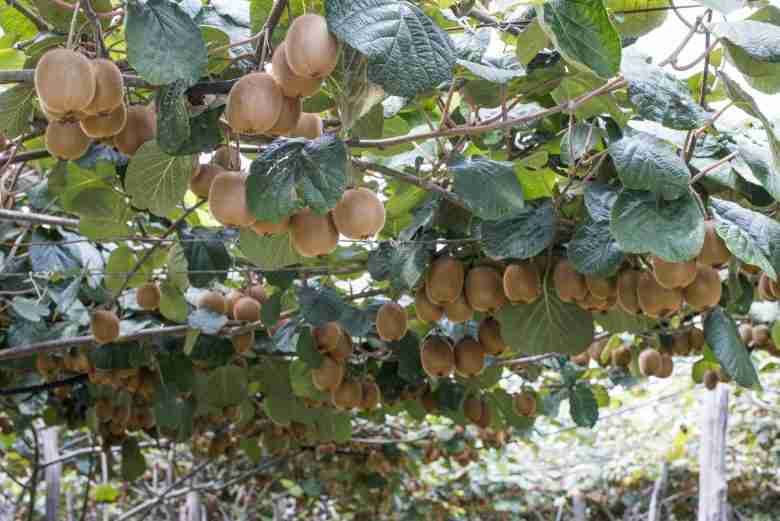 Come potare kiwi