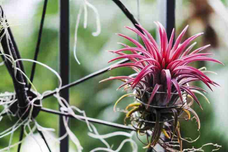 Fiore di tillandsia legato