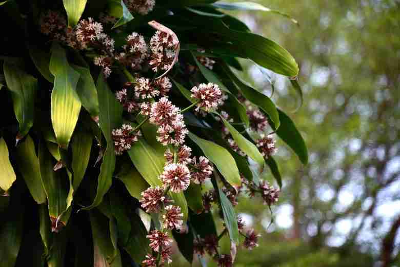 Fiori di Dracaena fragrans