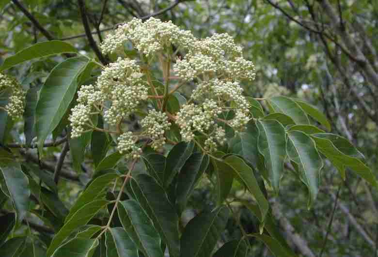 Fiori di albero del miele