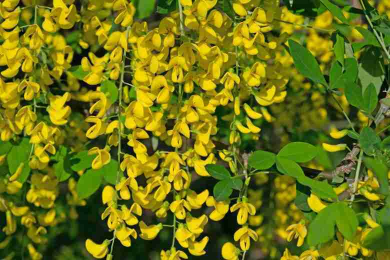 Fiori di maggiociondolo