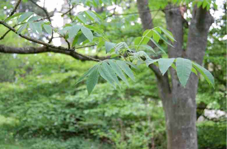 Foglie e tronco di albero del miele