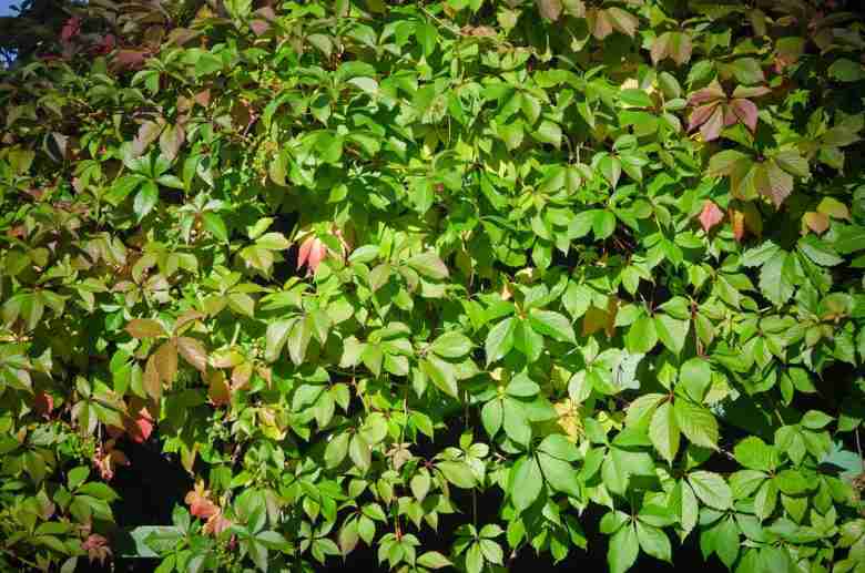 Foglie verdi di Parthenocissus quinquefolia
