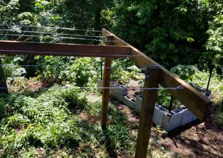 Pergola di kiwi in legno