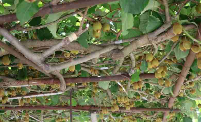 Pergolato di kiwi in ferro zincato