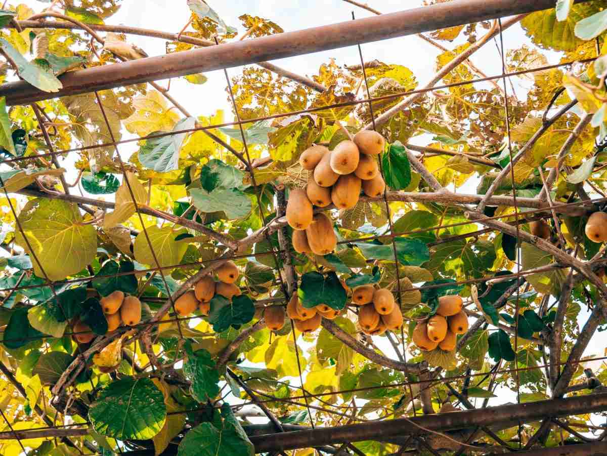 Come Fare Una Pergola Per Il Kiwi Coltivazione Biologica come-fare-una-pergola-per-il-kiwi-coltivazione-biologica