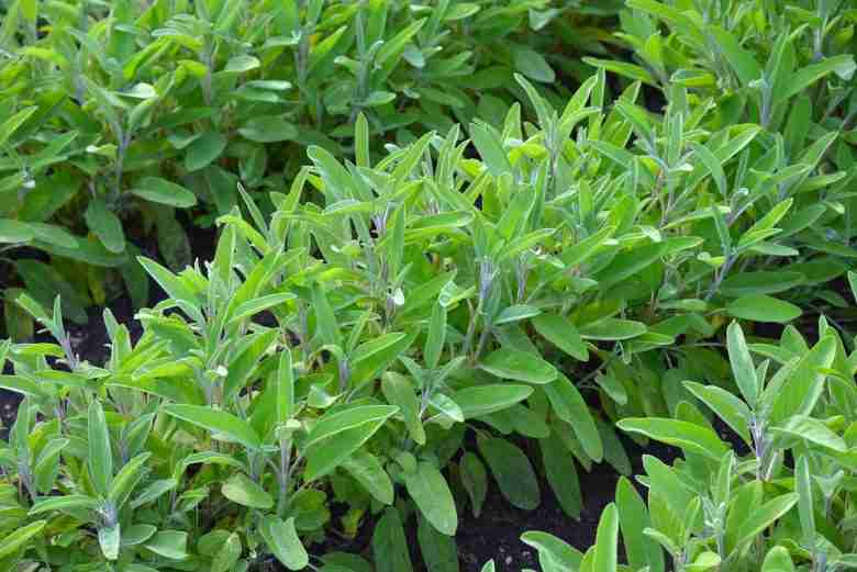 Potare salvia