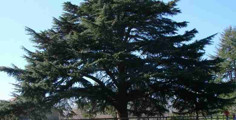 cedro dell'Himalaya