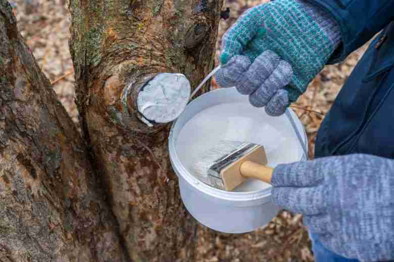 disinfettare ferite degli alberi