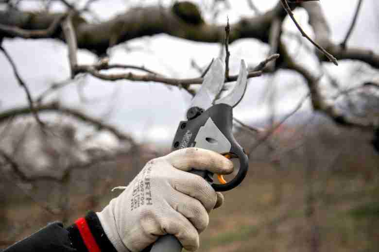 Forbici da potatura: come pulirle, affilarle e farle durare a lungo