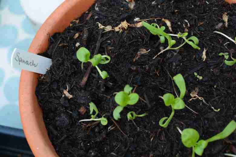 seminare spinaci in vaso