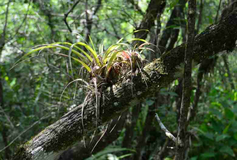 tillandsia nel suo habitat