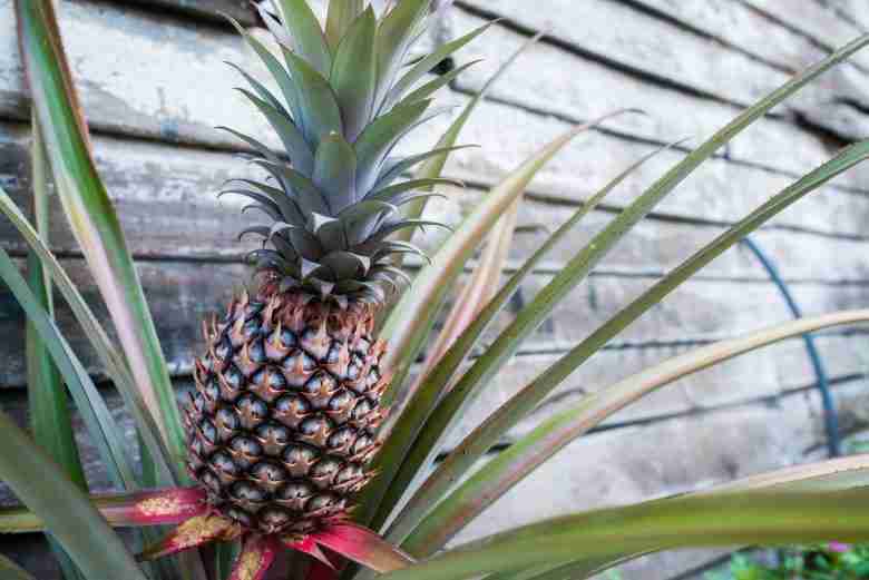 Ananas comosus