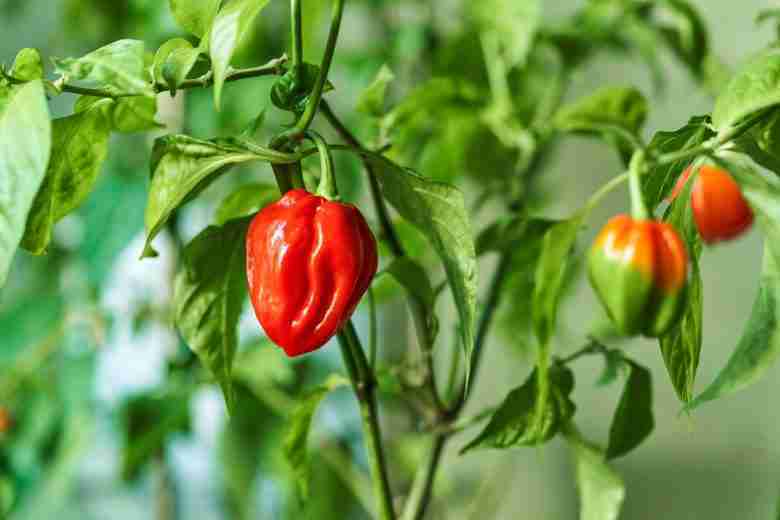 Coltivare habanero