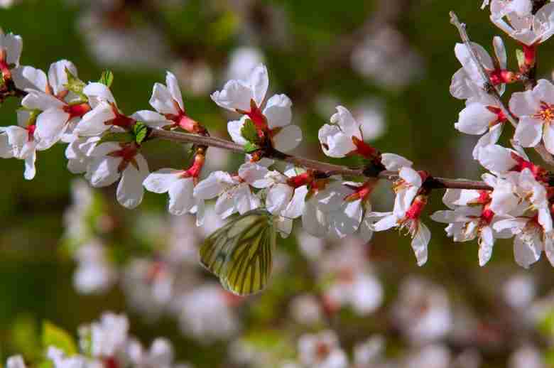 Fiori del ciliegio di Nanchino