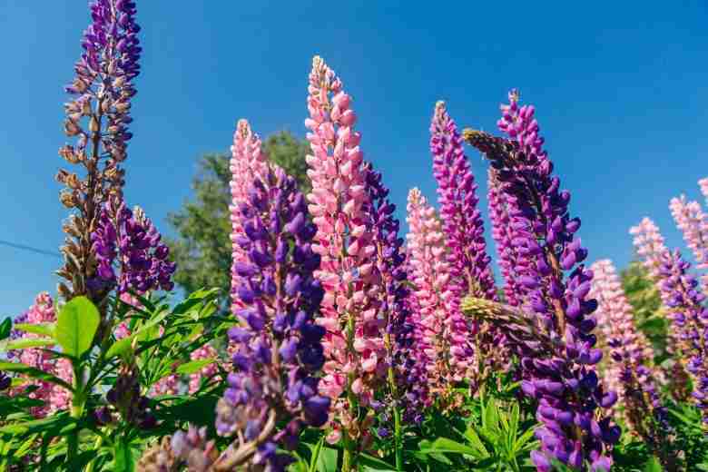 Fiori viola di Lupinus polyphyllus