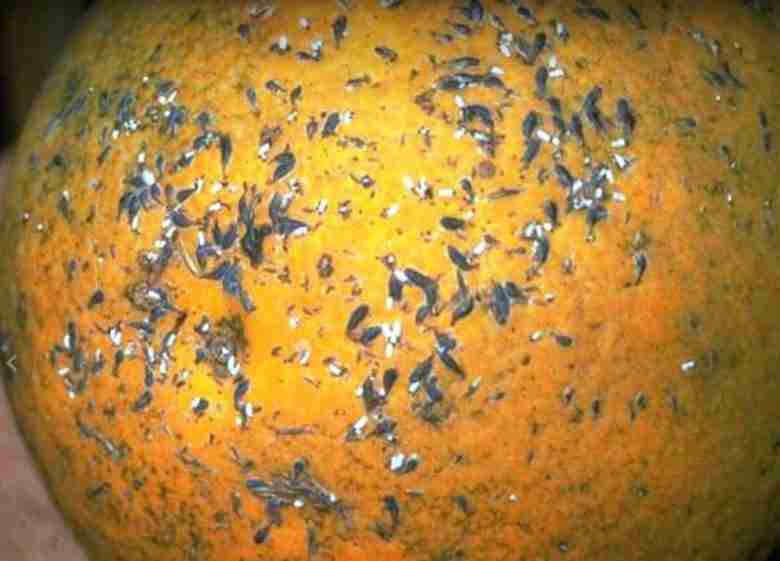 Frutto danneggiato dalle cocciniglie virgola degli agrumi