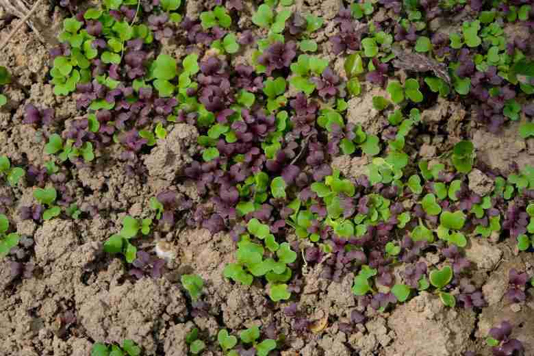 Germogli di Brassica Rapa var. Nipposinica